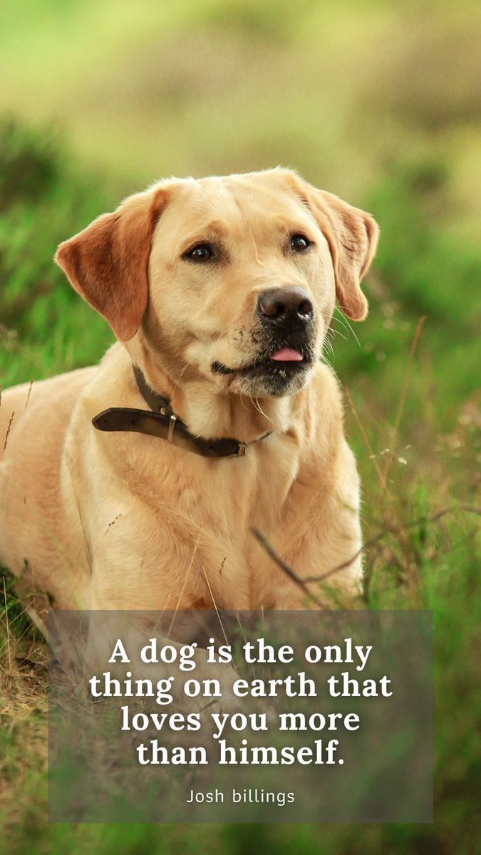 Exclusively For Dog Lovers 🐶 (@idoggycare) on Twitter photo 