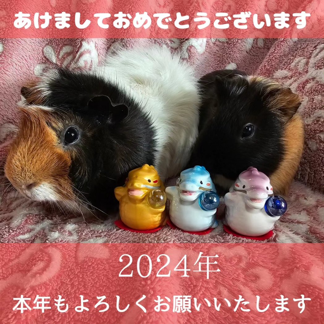 ManmalPetsitter's tweet photo. あけましておめでとうございます。
本年��どうぞよろしくお願いいたします。 https://t.co/wWWGxczGFT