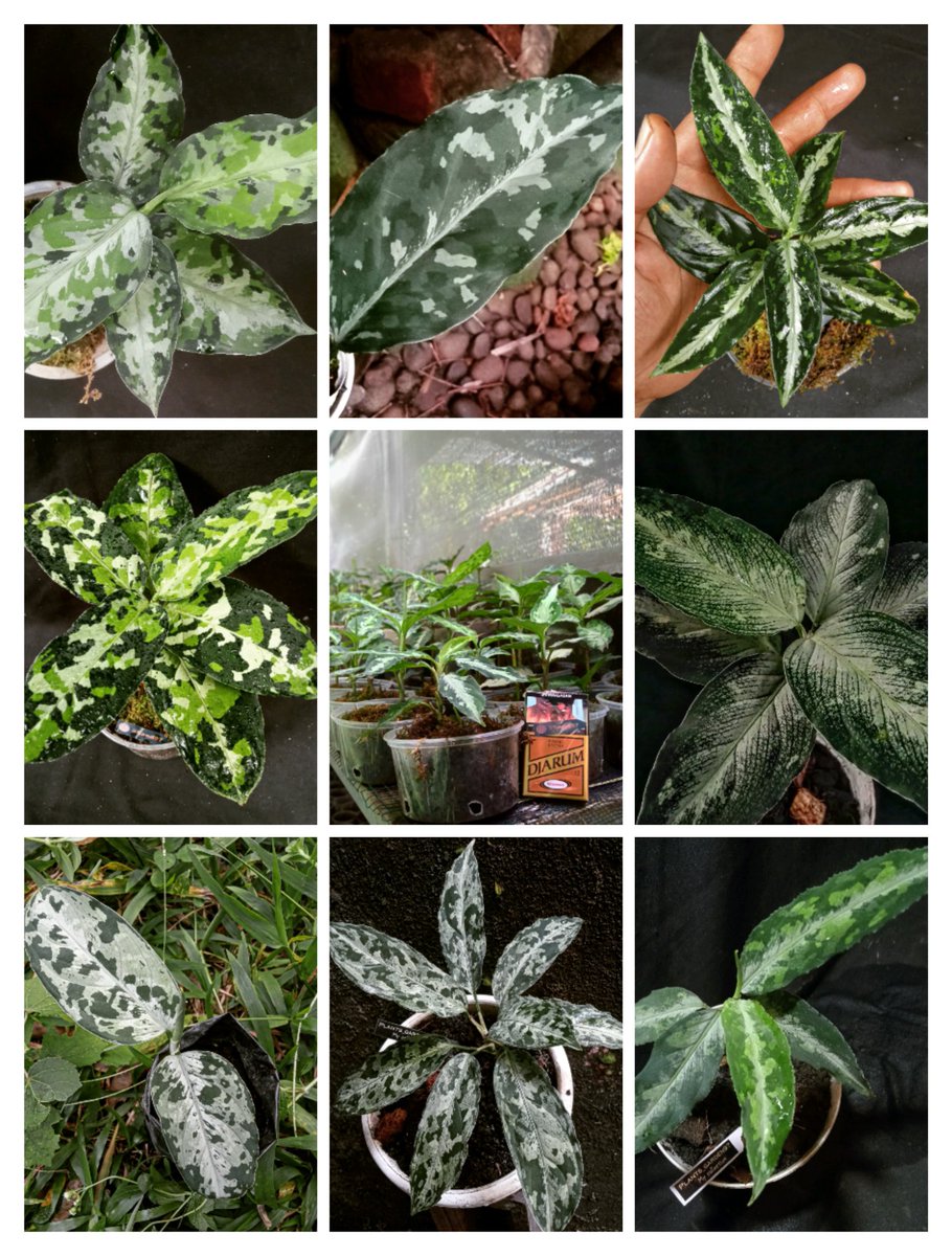 goodbye 2023, thank you for the precious memories 😊🙏 

welcome to 2024, hopefully our adventure will be more fun than before ✨😊

#foliage
#houseplantclub
#Rareplants
#jungleplants
#ornamentalplants
#plantsmakepeoplehappy
#plantshousecommunity
#aroidsociety
#aroiddicts