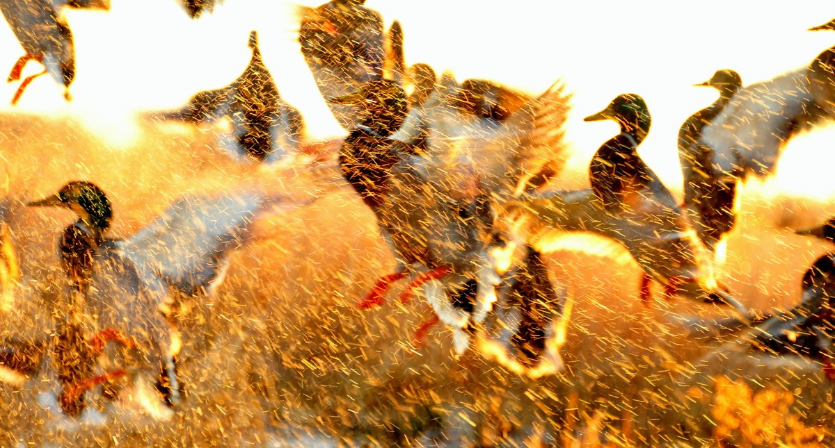🌟🦆 FLAPPY NEW YEAR! 🦆🌟 Wishing everyone a #2024 that soars with health, happiness, and abundance 🎆 📷Mallards splashing water as they take off in flight by Tom Koerner/USFWS #HappyNewYear #Migration #Ducks