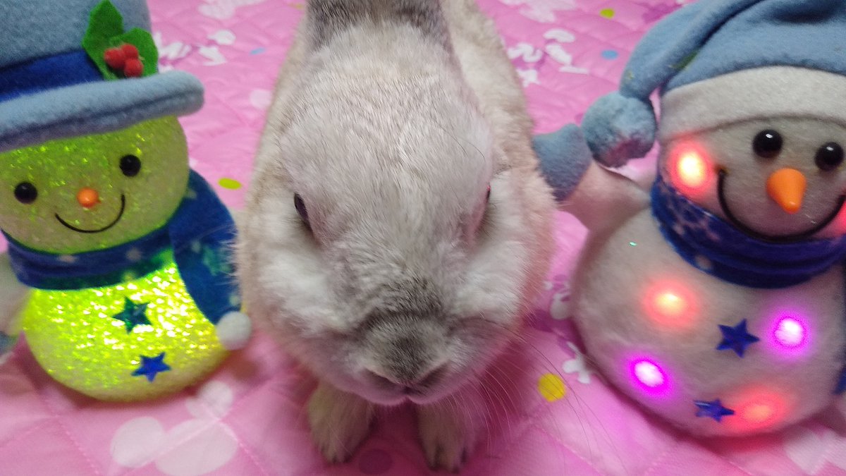 新年、明けましておめでとうございます🐰☀️✨うさぎ年は終わってもうさぎさんのかわいさともふもふは永遠、今年もよろしくお願いします🐰🐰🐰🐰🐰🎶