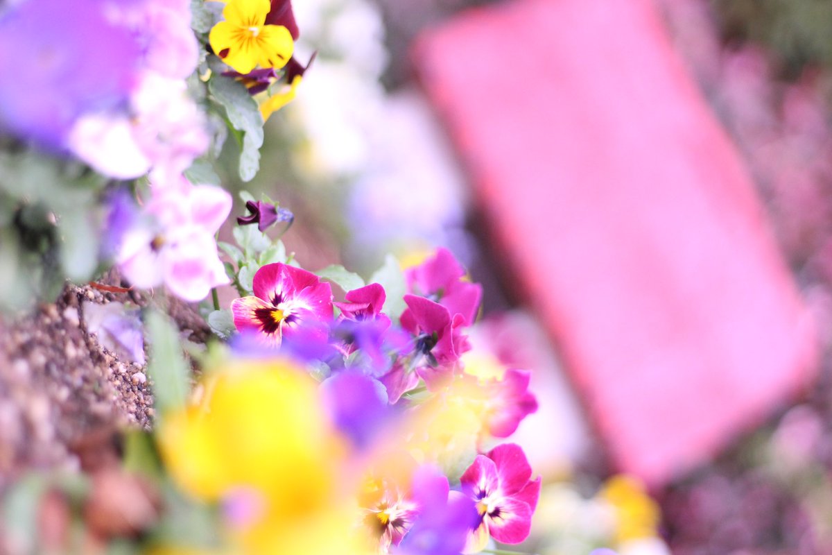 7111aya's tweet photo. あけましておめでとうございますー！

今年もよろしくお願いいたします(๑•̀ㅂ•́)و✧ https://t.co/u5u7FprwfW