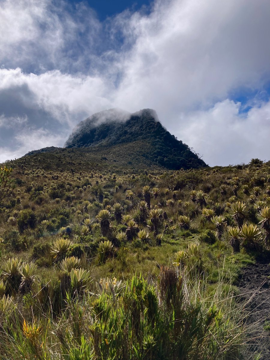 FFsayonaraFF's tweet photo. The trip to Los Nevados National Park for looking up Nevado del Tolima from Salento in Colombia 🇨🇴(Dec 28th-29th,2023) https://t.co/8CGlBgD2MA