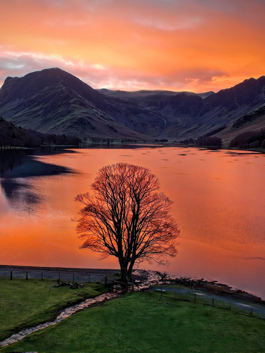 Morning everyone hope you are well. Happy New Year. A bit of brightness to start the year. My favourite tree in Buttermere. Have a great day. #LakeDistrict <a href="/keswickbootco/">Keswick boot co</a> <a href="/WoodlandNomad/">TC🌳</a>