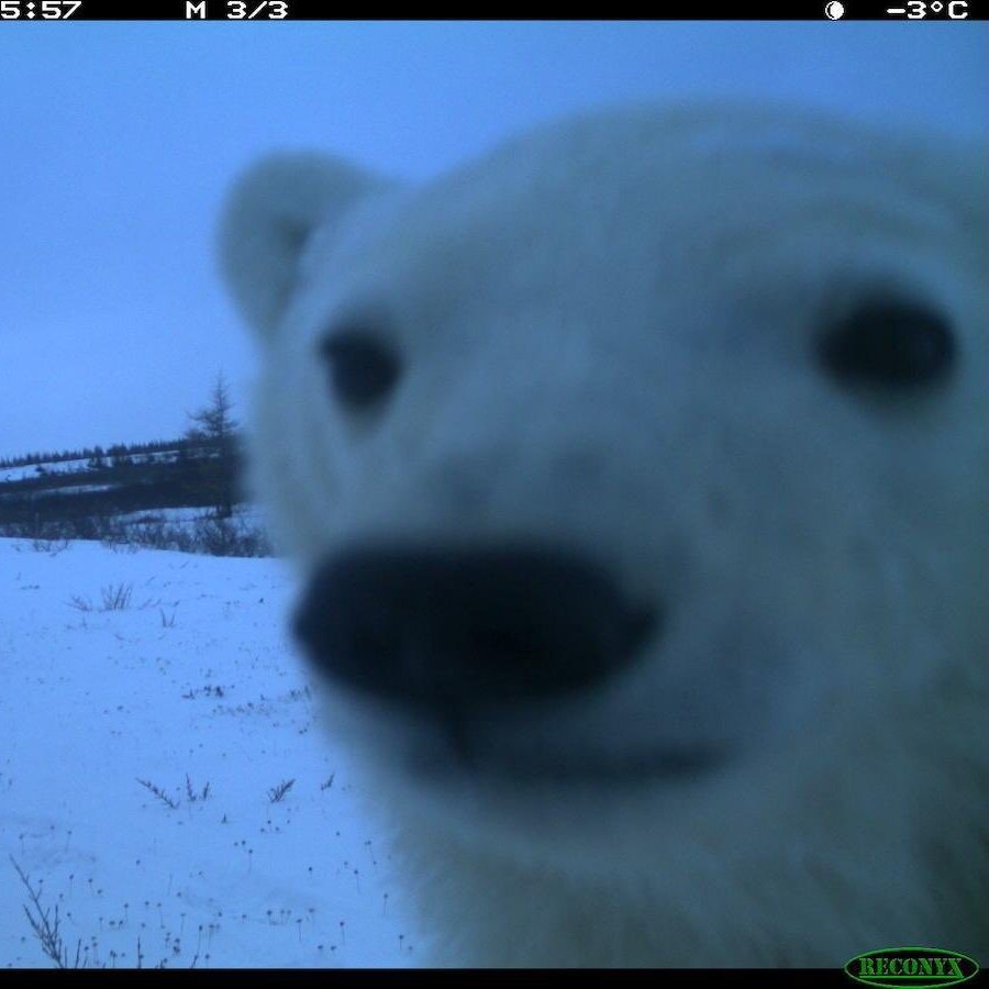 TuOsoSabrozo tweet media