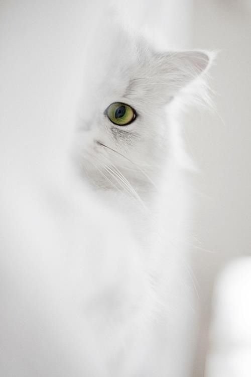 DjMissError's tweet image. Nachdem die Statistikerin (Singel, gut aussehend) kein Weihnachtsgeschenk bekommen hatte, stellte sich zu Hause heraus, das sich der vermeintliche Angora-Pullover als Katze entpuppte.
Sylvester kuschelten die Beiden auf der Yogamatte. 
Am Morgen wurde Katzenfutter gesucht.