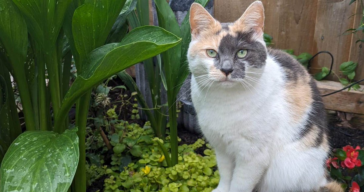 This little lady is Poppy, our new social media banner star for 2024 🥰🥰🥰