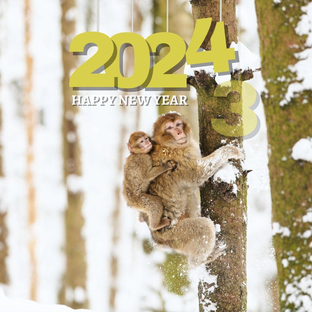 Affenbergsalem's tweet photo. Das Affenberg-Team wünscht Dir frohes neues Jahr. 😊
#affenberg #affenbergsalem #bwjetzt #dailyallgäu #bodenseekreis #bodenseeliebe #monkey #2024 #salem #lakeconstance https://t.co/NjKvKedaeJ