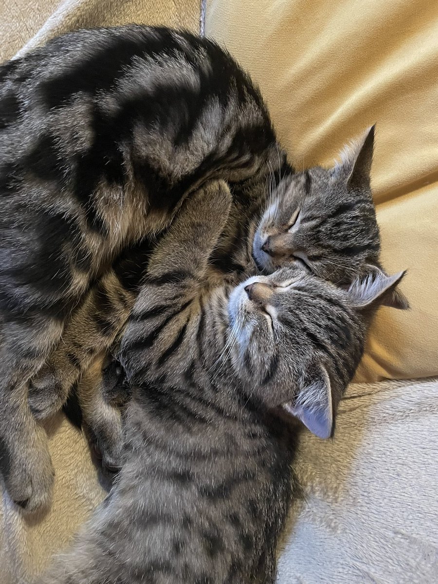 Michelle Benton tweet media