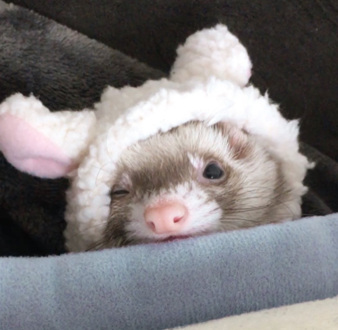 hyunjin as ferrets (@hyunieferrets) on Twitter photo 