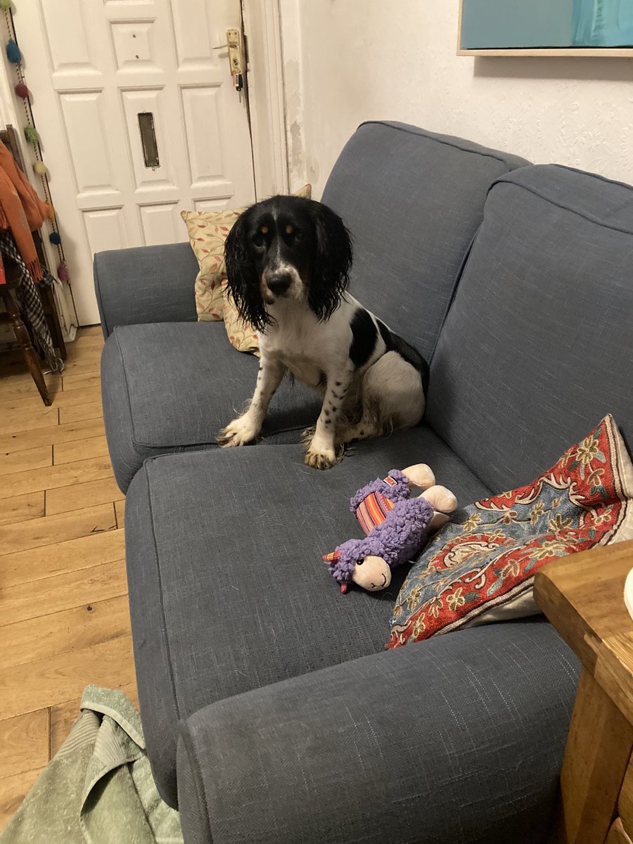 Good morning and a Happy New Year. Say hello to Lottie, the 3 year old re-homed Cocker Spaniel and the new Bluemoose Technology Officer.