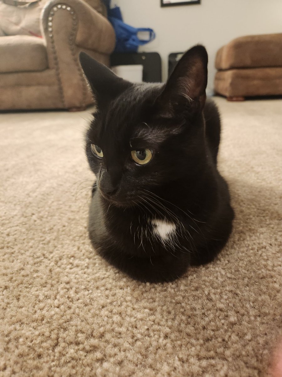 TheBlooest's tweet photo. @S0L0SIS Strudel may not be black, but she's got the reverse eyebrows anyway. https://t.co/tXTv0GHQ3Q