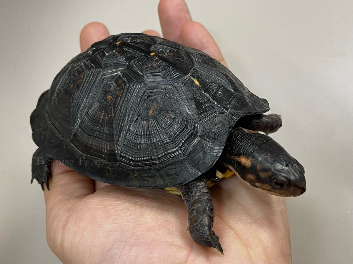 ガルフコーストハコガメ

ジェットブラックガルフの成長記録

順調に黒い！⚫️

#ガルフコーストハコガメ
#ブラックガルフ
#ジェットブラックガルフ
#Terrapenecarolinamajor
#wazouki