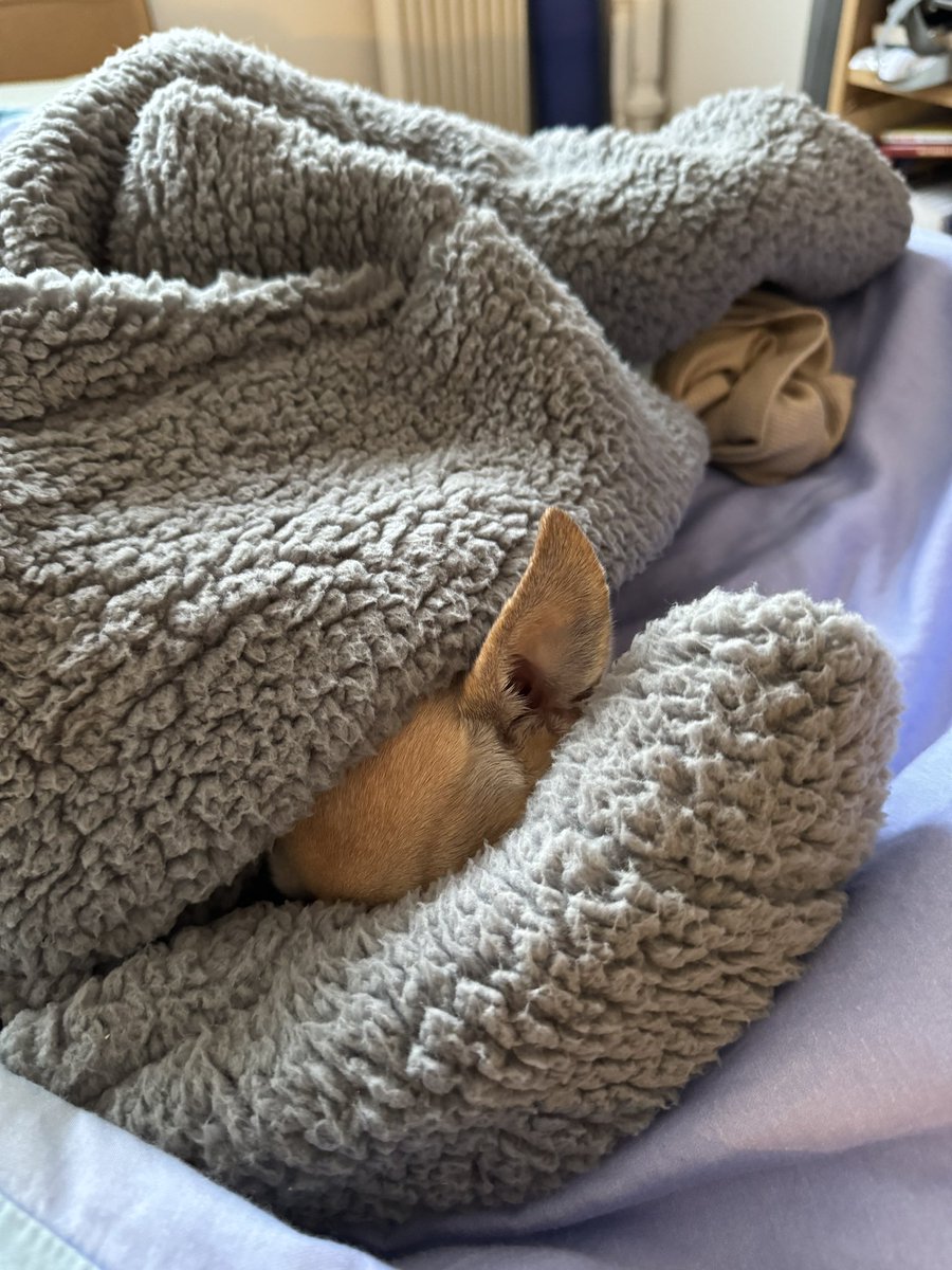 OSingier's tweet image. Starting 2024, just like I ended 2023! Happy New Year to my fellow furry friends! #takeiteasy #Bru #PetsOfAta