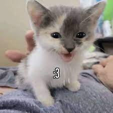 CATBRAINCELL's tweet photo. retweet for a :3 new year https://t.co/Cj4LQjEkg6
