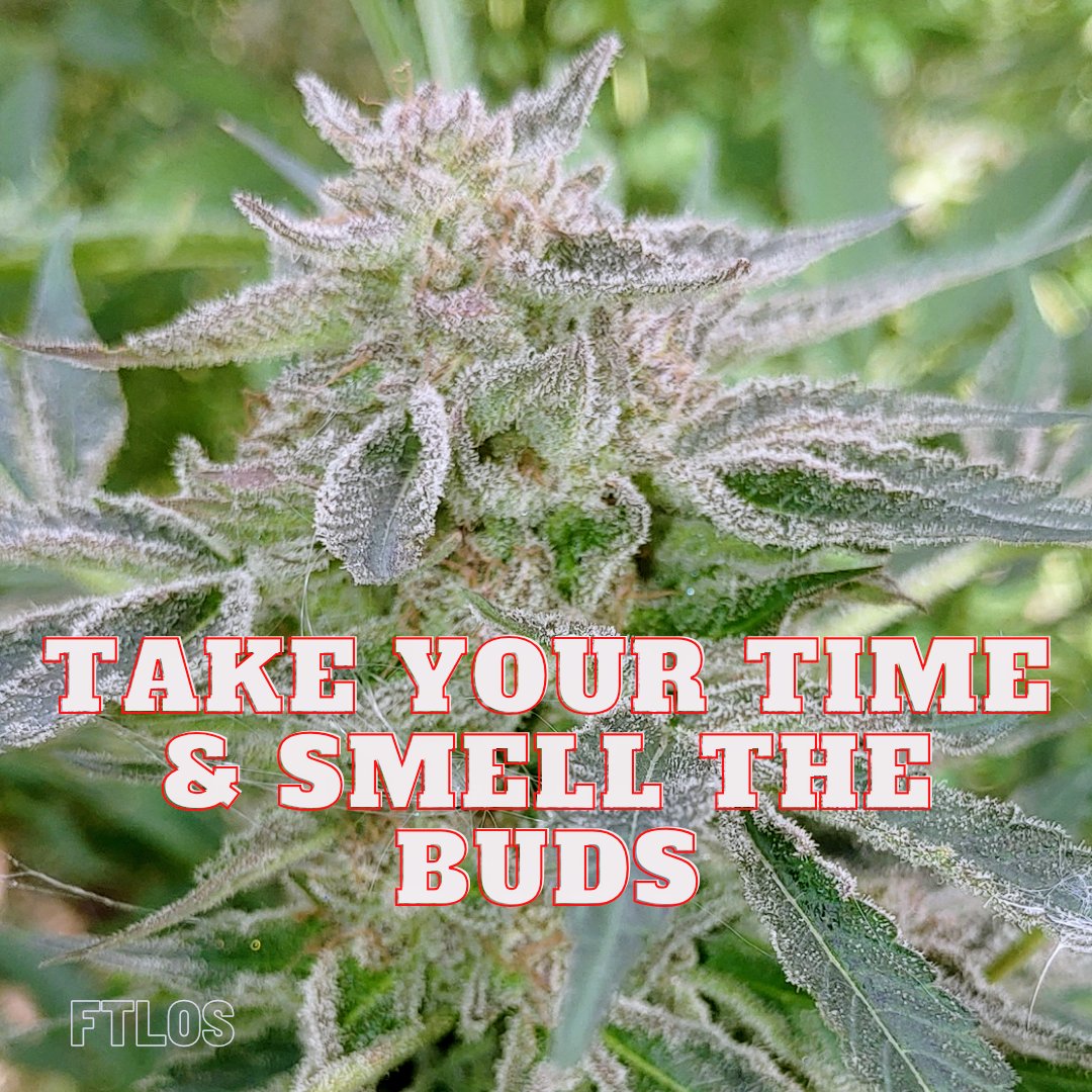 ForTheLuvOfSeeds tweet media