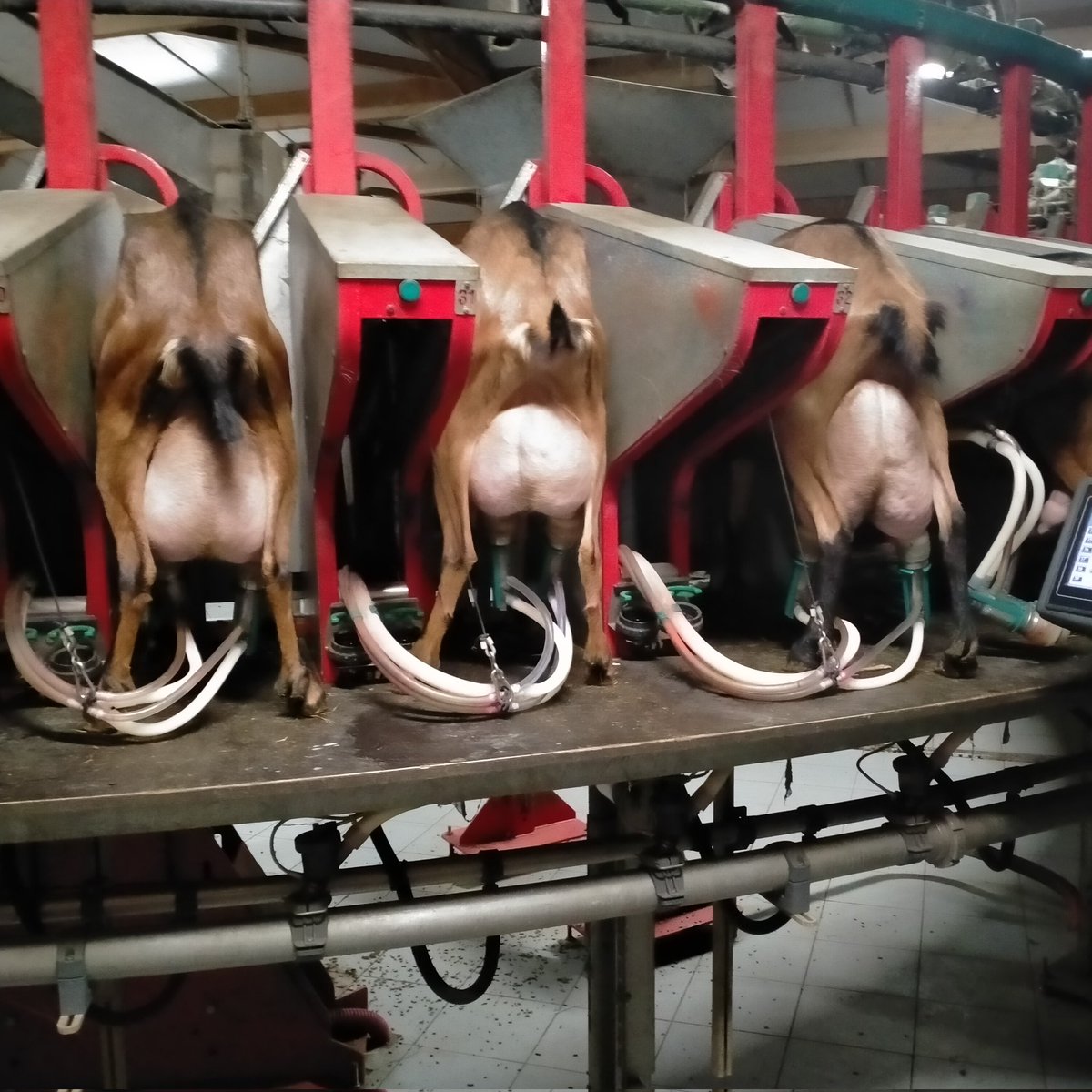 Gaec Le Barlimonalpe tweet media