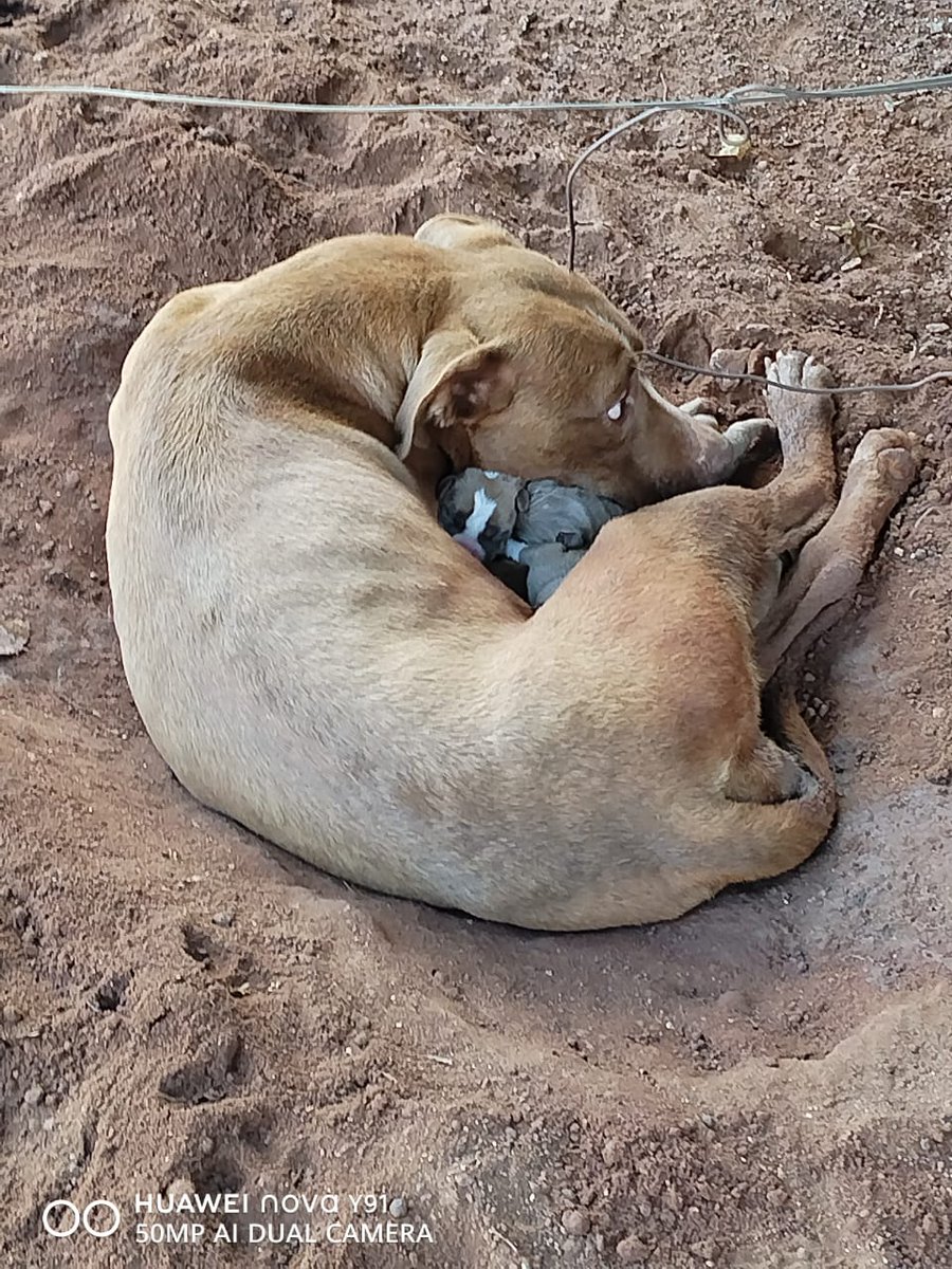 carbowamu's tweet photo. @mat_boschh Jeannie gave birth today 01/01/24 abantwana baka Butcher https://t.co/syGbHTsOMj