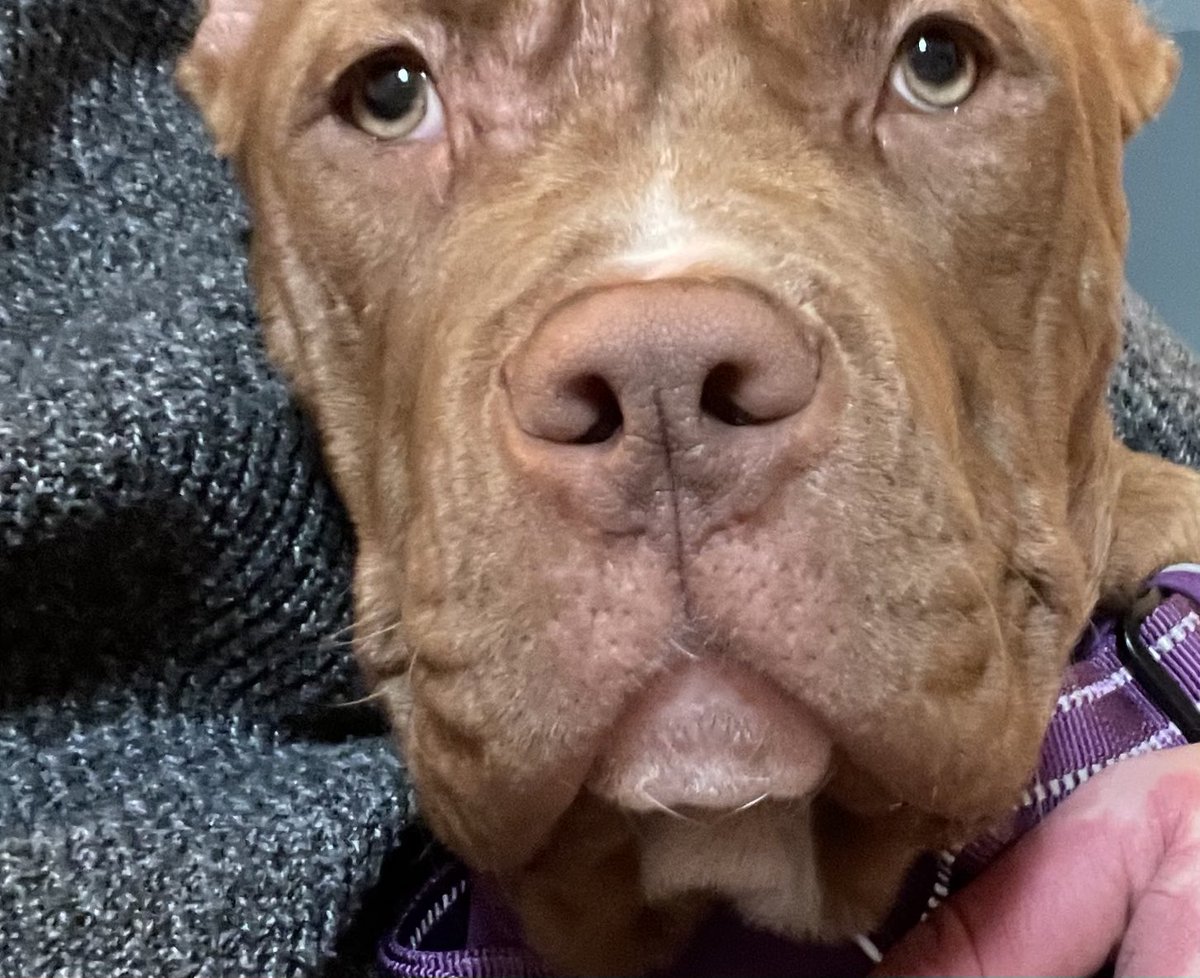 kathhowie's tweet photo. This new year is not happy.  I see my friends and colleagues struggling with the catastrophic addition of xl bully’s to the dangerous dogs list and it’s only going to get worse in the coming days. The legislation hasn’t worked for over 30yrs. #endbsl #XLBullies https://t.co/t8Oaf5RTNX