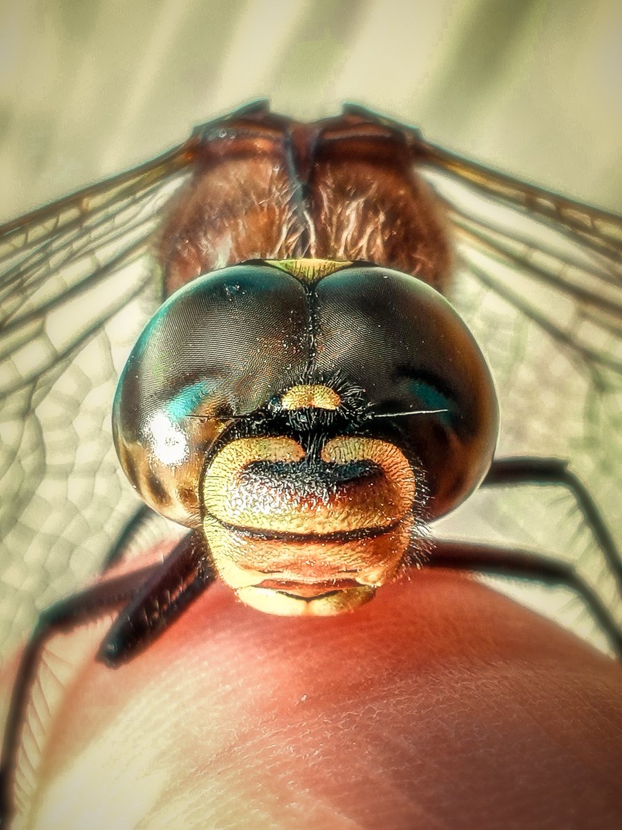 dicdocphoto's tweet photo. Стрекоза голубое коромысло.
Dragonfly (Aeshna juncea)
photo: Dmitriy Grebnev,  2019

#стрекоза #голубоекоромысло #dragonfly #aeshnajuncea #aeshna #dicdoc #dicdocphoto #imp #macro #macrophotography
#macrophotographyworld
#macro_world #dicdoc_macro #macrophoto #Macroworld https://t.co/9NznUkgPdC