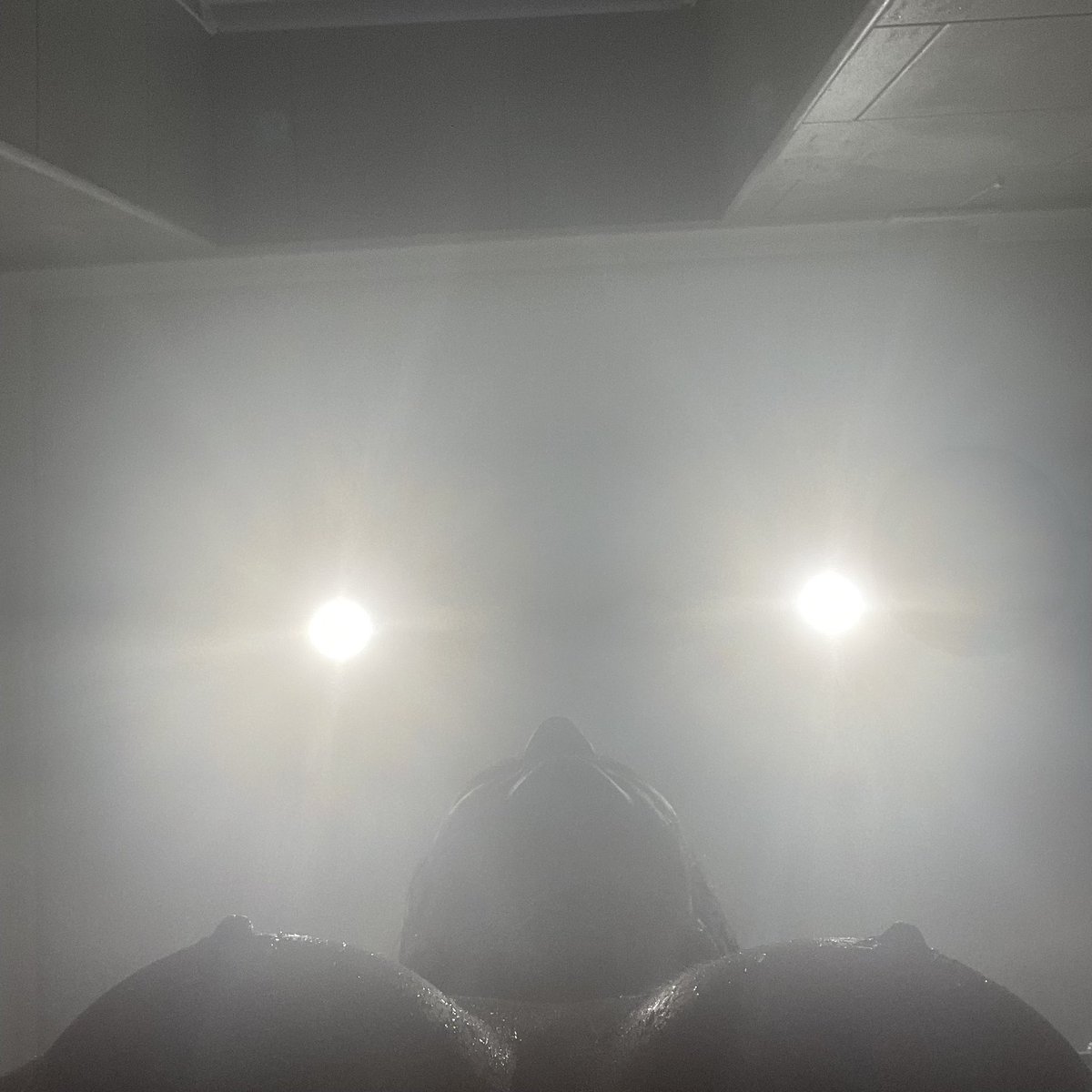 Content from javelindaisy