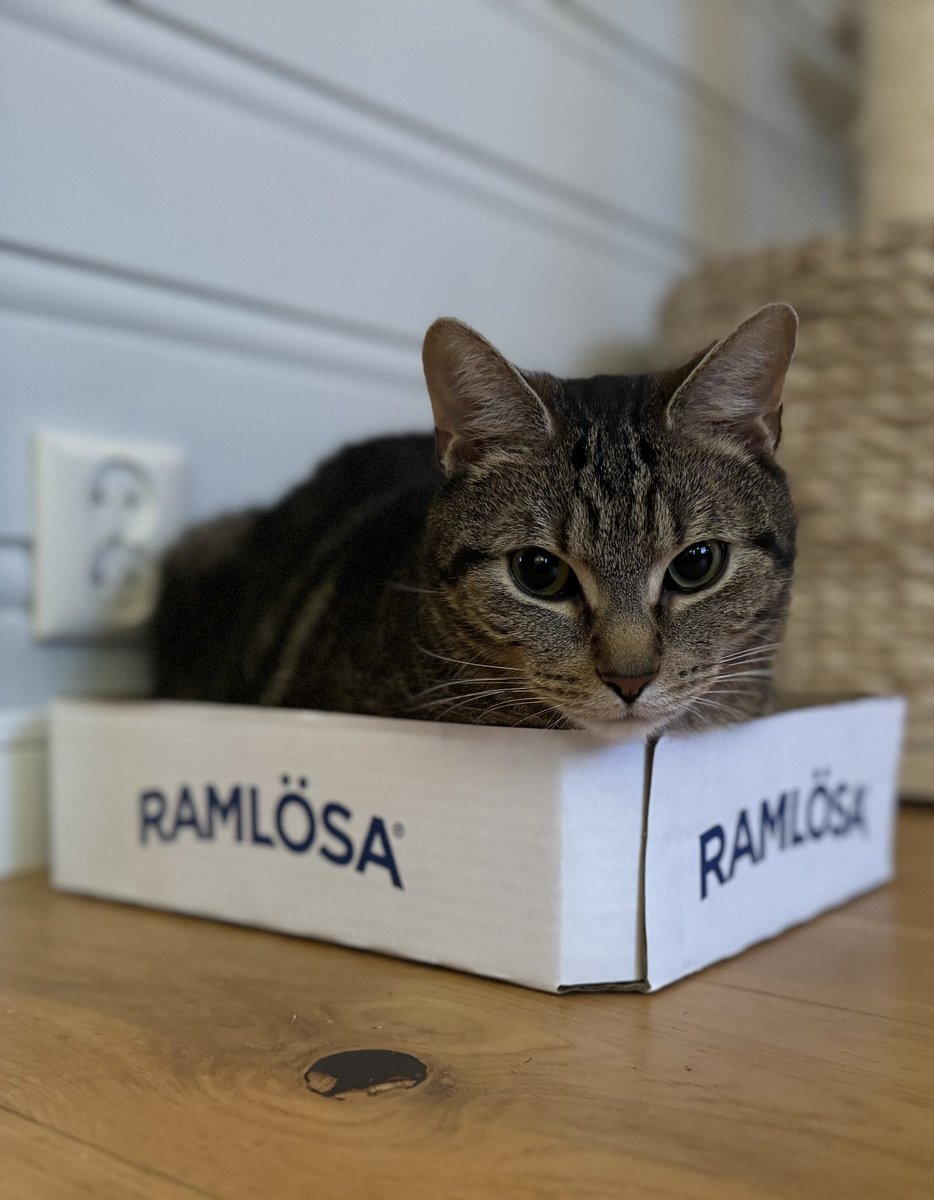 Muskat elsker trange små esker😹