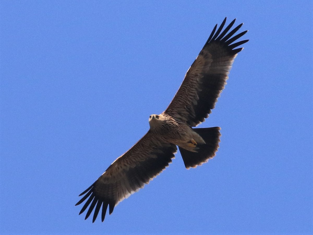 leturkbirder's tweet photo. Kuwait: Short-toed Snake, Greater spotted and Eastern Imperial Eagles https://t.co/t5ohRVRMMh