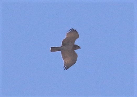 leturkbirder's tweet photo. Kuwait: Short-toed Snake, Greater spotted and Eastern Imperial Eagles https://t.co/t5ohRVRMMh