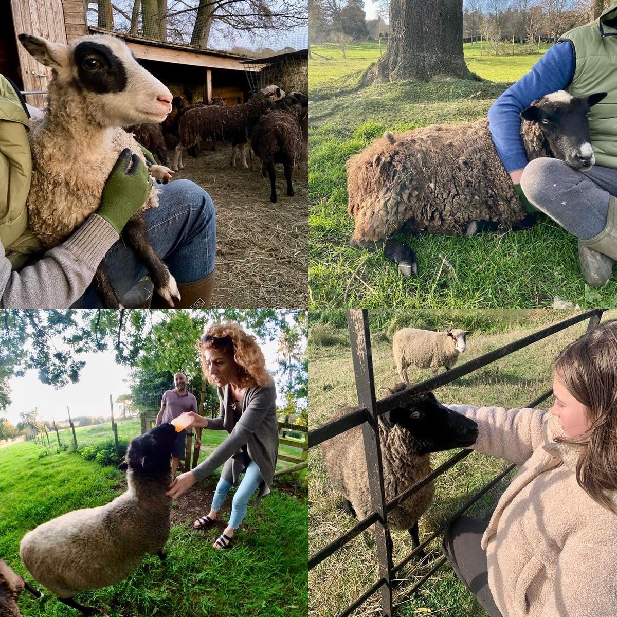 HoovesTails's tweet photo. Reflecting on 2023 at our sanctuary, weather challenges, makeovers and joyous moments with our adorable animal crew. Wishing a wonderful 2024 ahead 💚🐑🐐

#SanctuaryLife #YearHighlights #FarmAnimalSanctuary #HappyNewYear2024 #VeganSancturay #RescueSheep #HoovesAndTails #Goats https://t.co/t35GTjY6IL
