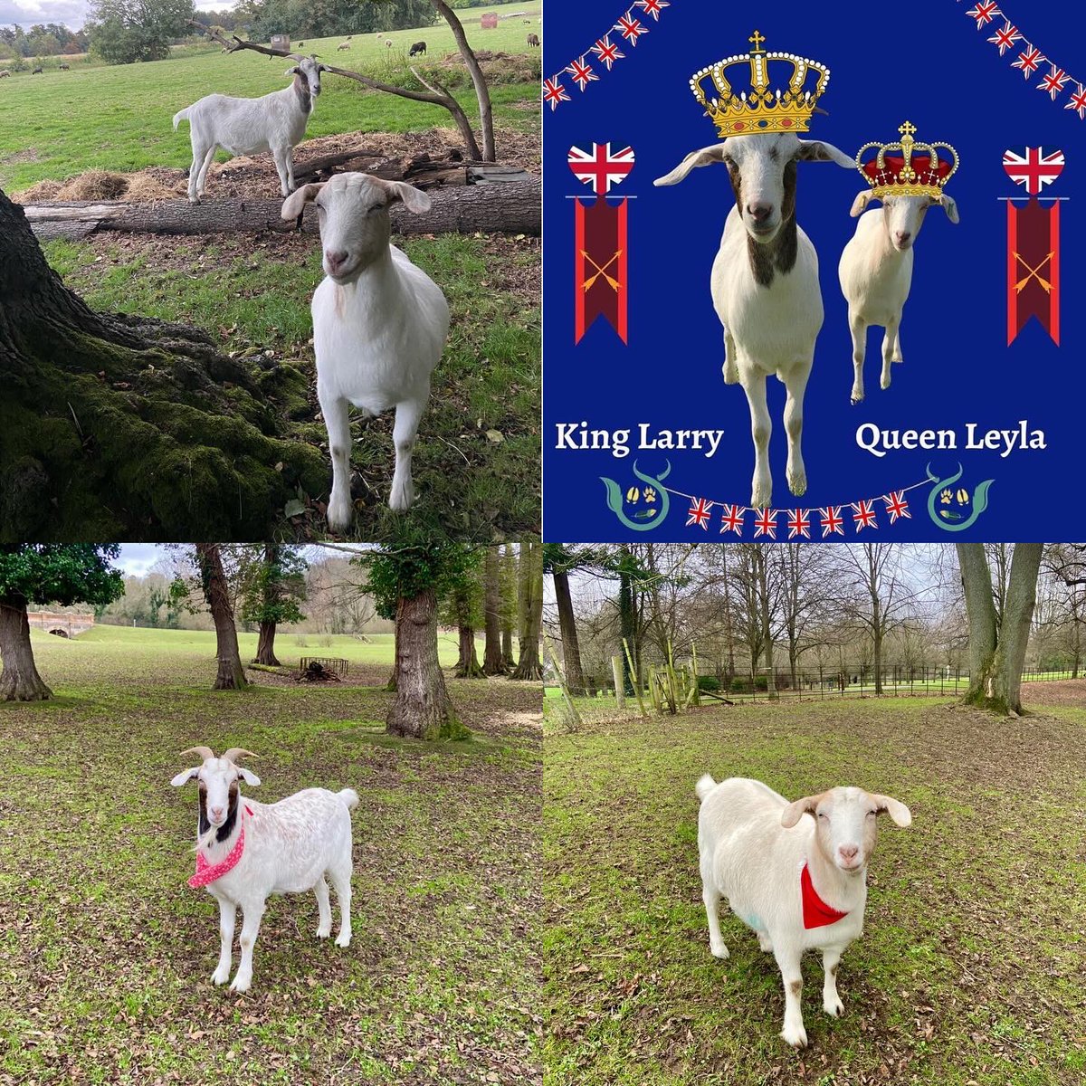 HoovesTails's tweet photo. Reflecting on 2023 at our sanctuary, weather challenges, makeovers and joyous moments with our adorable animal crew. Wishing a wonderful 2024 ahead 💚🐑🐐

#SanctuaryLife #YearHighlights #FarmAnimalSanctuary #HappyNewYear2024 #VeganSancturay #RescueSheep #HoovesAndTails #Goats https://t.co/t35GTjY6IL