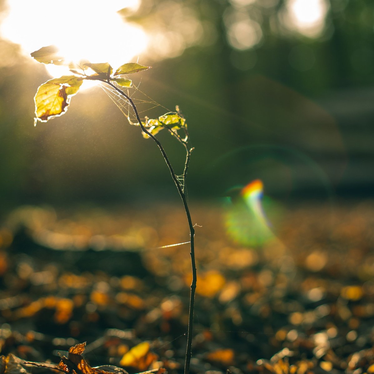 We wish you a Happy New Year from the LC Energy team!

#HappyNewYear #NewYear #Biomass #RenewableEnergy #Heating