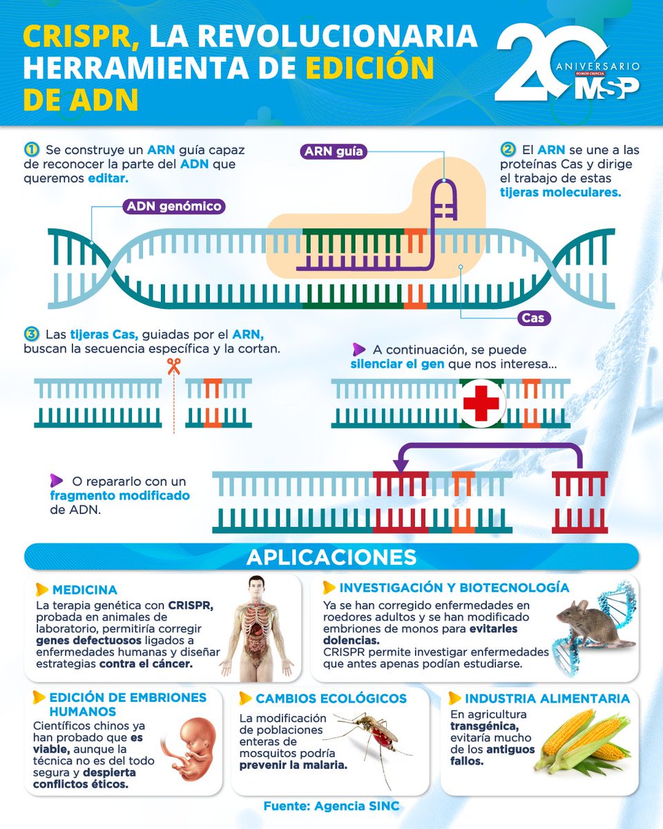 RevistaMSP's tweet photo. #InfografíaMSP 🎄🧬 ¿Sabías que CRISPR puede ayudar con el diagnóstico de algunas enfermedades? Esto se debe a que este sistema puede detectar un virus extraño en el ADN con tan solo una gota de sangre, saliva u orina.

#CRISPR #Revolución #Medicina #Científicos #ADN #MSP https://t.co/TRZFSX1kXD