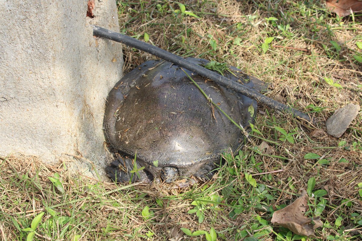 Tamoghn31136227's tweet photo. Save the Turtle !
@ParveenKaswan @debashis_ @moefcc @CentralIfs Saw this Turtle soaking the winter sun today at Salt Lake Central Park. After sometime saw that the turtle was not there &amp; in the same place 2 men were sitting with a yellow plastic bag. I directly charged them of https://t.co/E63EaqjaSe