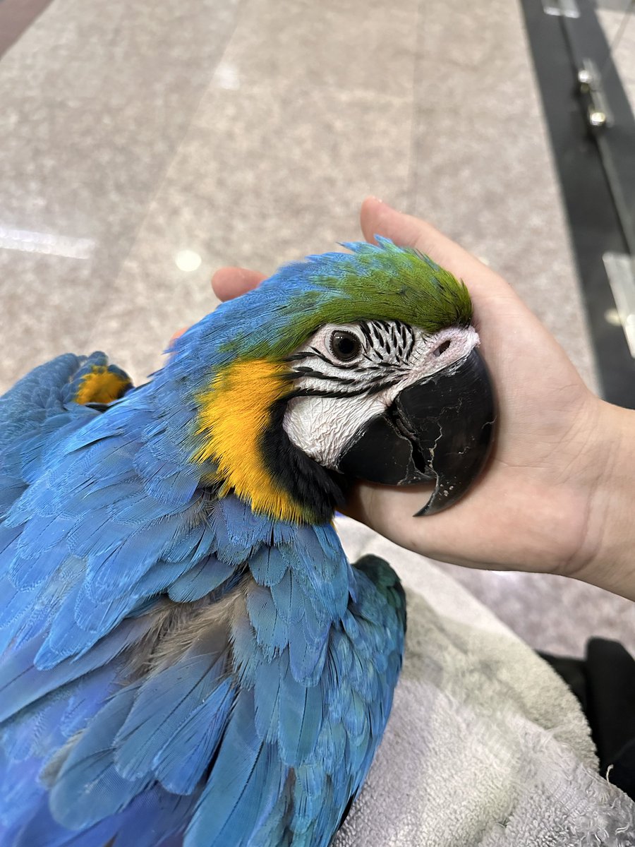 เวลานกป่วยชอบเเสดงอาการตอนเป็นหนักจนไม่ไหวเเล้วยังดีที่สังเกตุเห็นความผิดปกติไม่งั้นช้ากว่านี้คงจะเสียใจไปตลอดชีวิตเเล้ว🤍