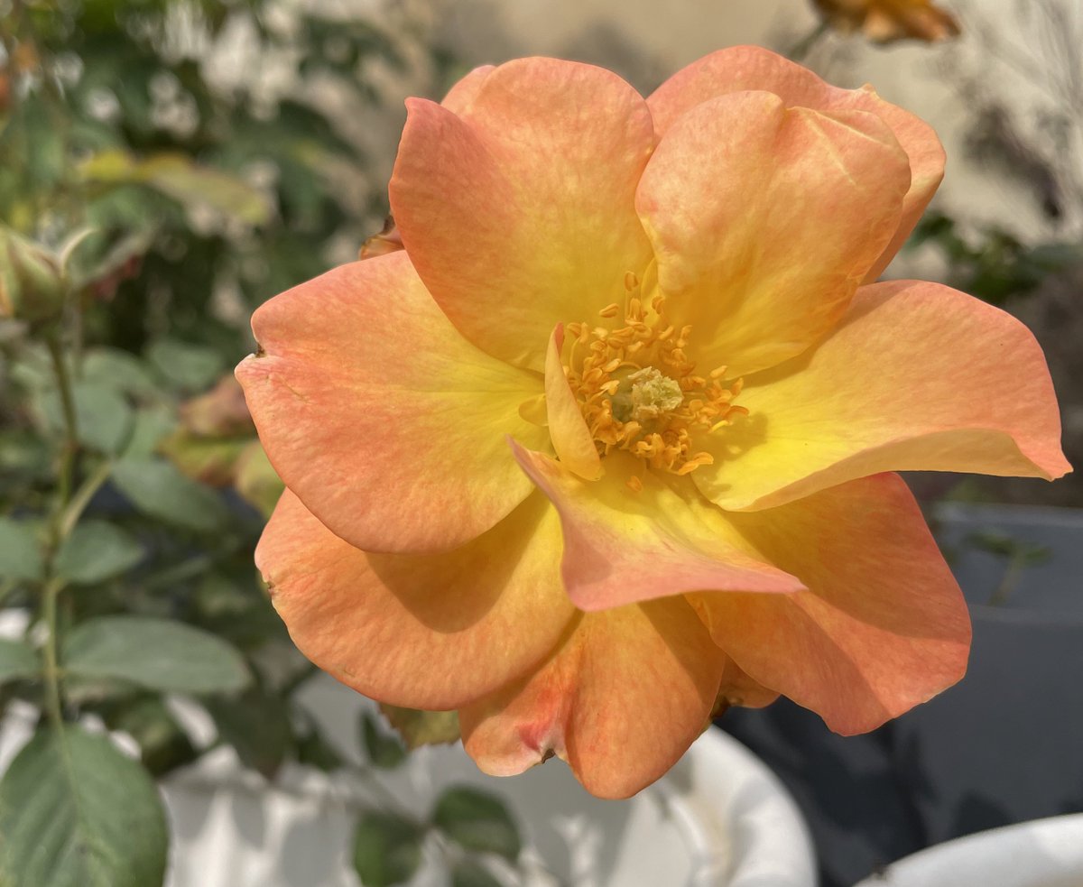 CanisPariah's tweet photo. Happy new year !

Ft .. Rosa ‘Mardi Gras’ 

#HappyNewYear #MardiGras #FloribundaRoses #WinterOfIndia https://t.co/wWBDTqcYMM