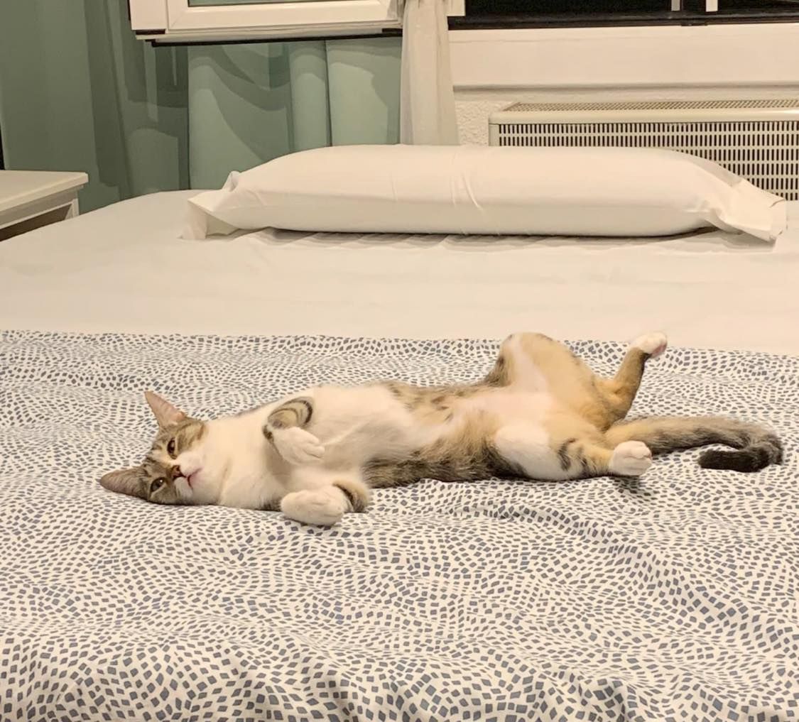 GatsdeGracia's tweet photo. Nuestras #adoptadas, en casa

JUNO, abandonada porque estaba preñada. Ha sido una madre excelente. No hay palabras para definir la alegria de verla así …❤️❤️

#AdoptaGdG #AdoptaNoCompres https://t.co/nbhRbsgb5V