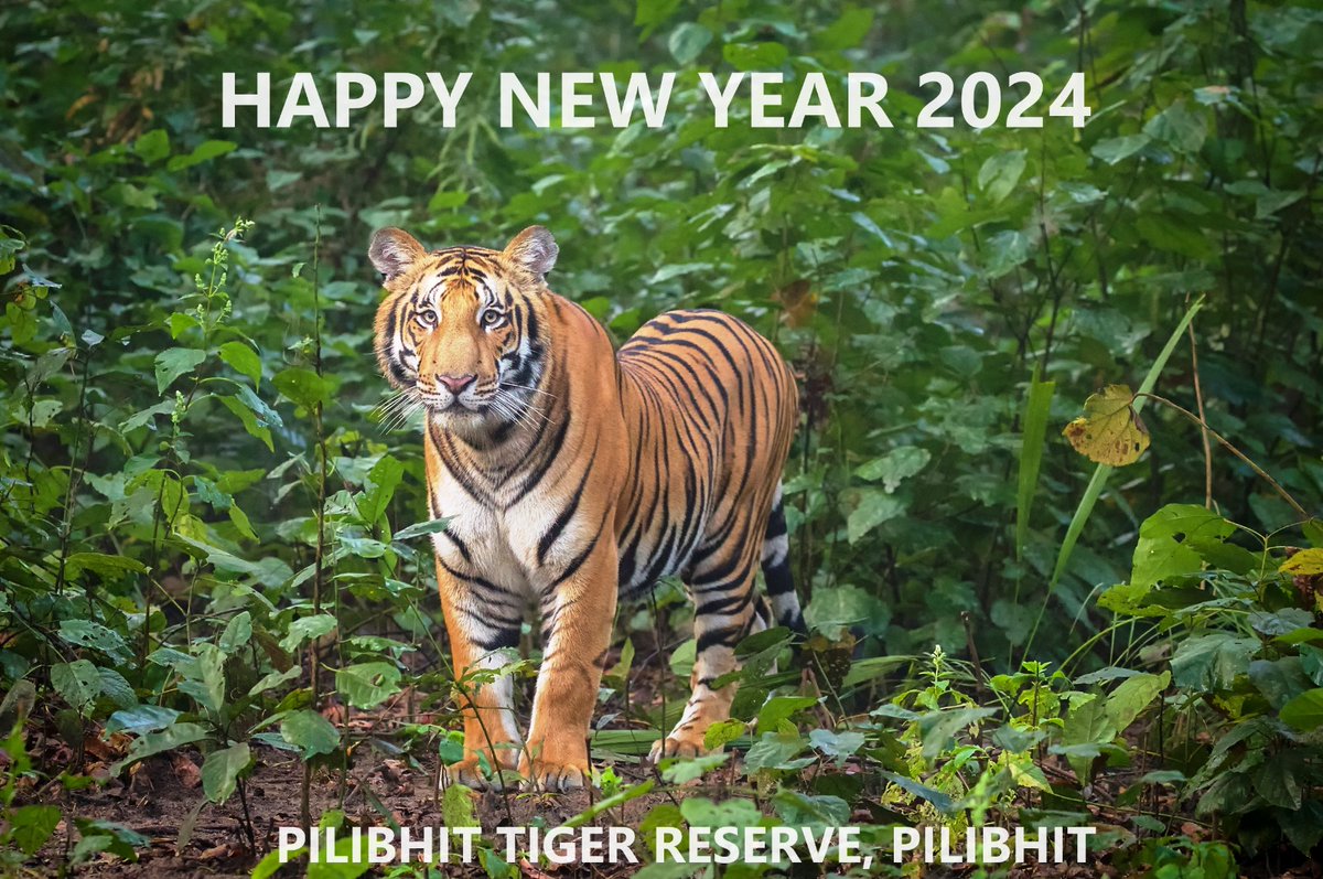 New year Wishes from #PilibhitTigerReserve @CMOfficeUP @UpforestUp @ntca_india