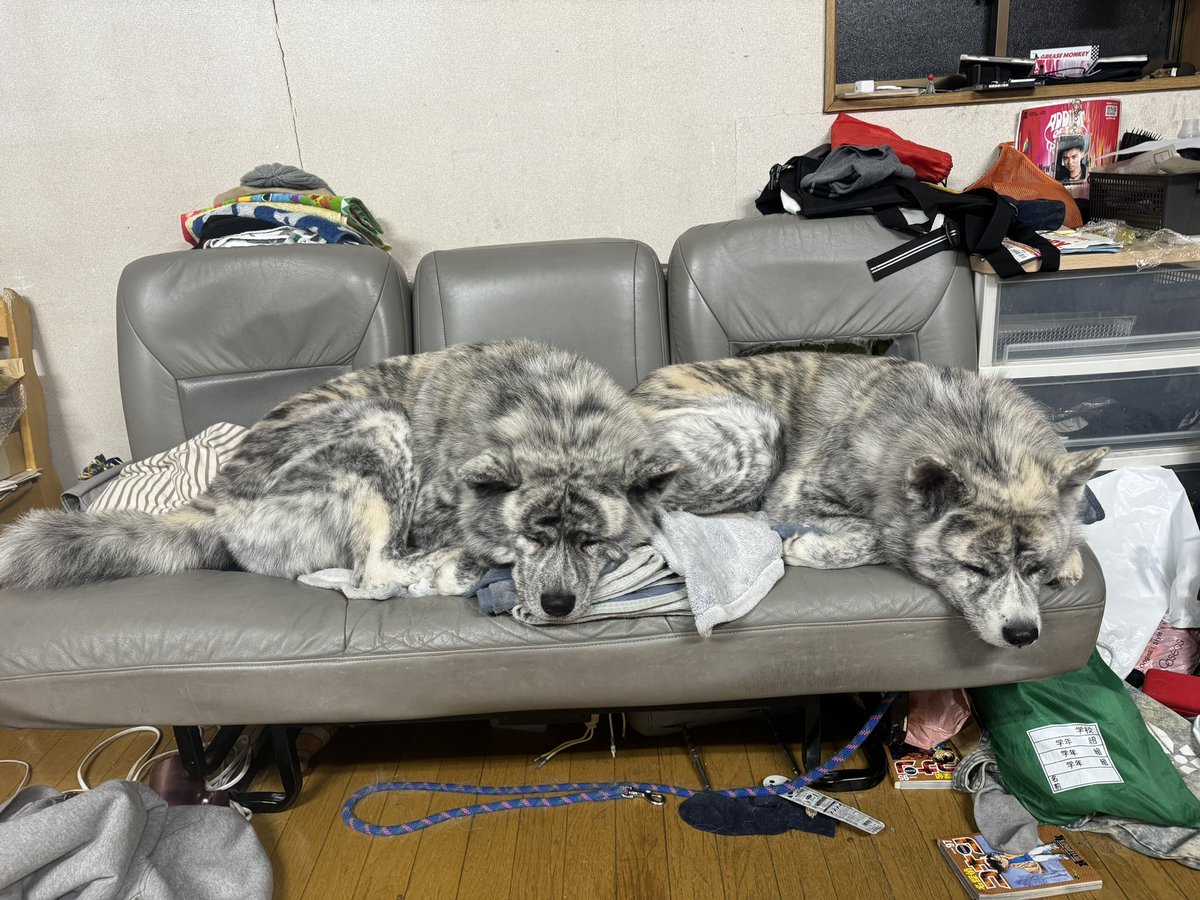 akitainuginmaru's tweet photo. 2024年明けましておめでとうございます♪

今年は辰年だったんだ！
年末に手に入れたスカジャン♪
今日は一粒万倍日＆天赦日！
幸先の良い一年になりますように！

元旦は銀ちゃん達秋田犬チームと寝てよう日♪

#秋田犬 #虎毛 #akitainu #puppy #silverbrindle #brindleakita #犬とキャンプ #看板犬 https://t.co/4P0aERcW7M