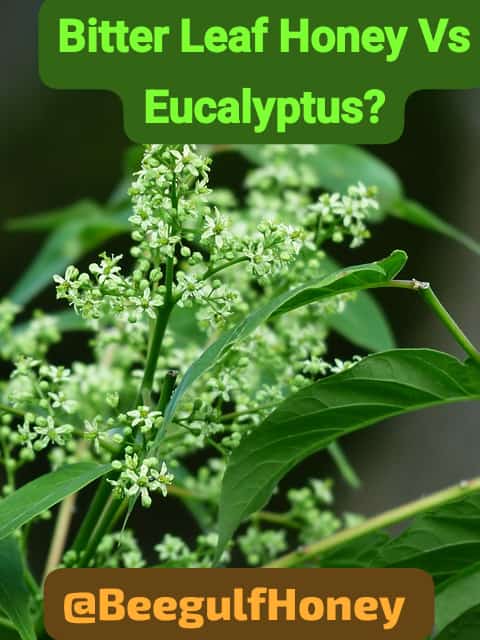 umurame_honey's tweet photo. Bitter Leaf Honey Vs Eucalyptus Honey
Bitter Leaf Honey? Isn't it as bitter as it sounds?
Read this article about Jars of Joy. It explains more :
https://t.co/FTFfg4r4no ๐๐
#BringYourOwnJar #SustainableHoney #EcoFriendlyBuzz #JarsOfJoy #EcoFriendlyBeauty #Rwanda https://t.co/BsHhBuElyT