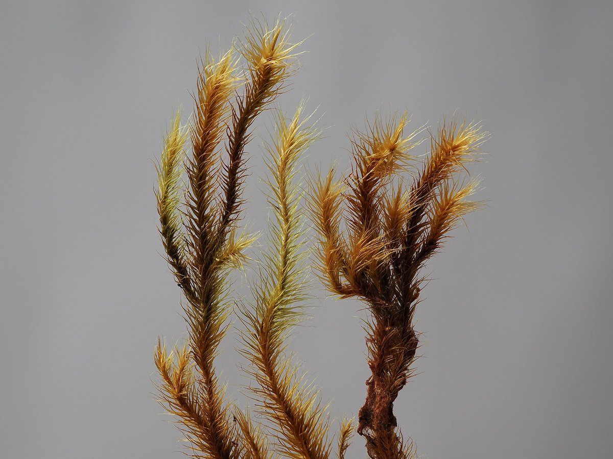 Michael Lueth tweet media