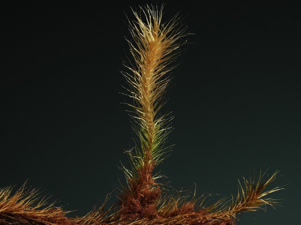 Breutelia microdonta (Mitt.) Broth.
Brazil, Santa Catarina, Urubici, Morro da Igreja, wet rockface at the summit, granit, 1780 m, leg. 17.09.2001
det. A. Schäfer-Verwimp