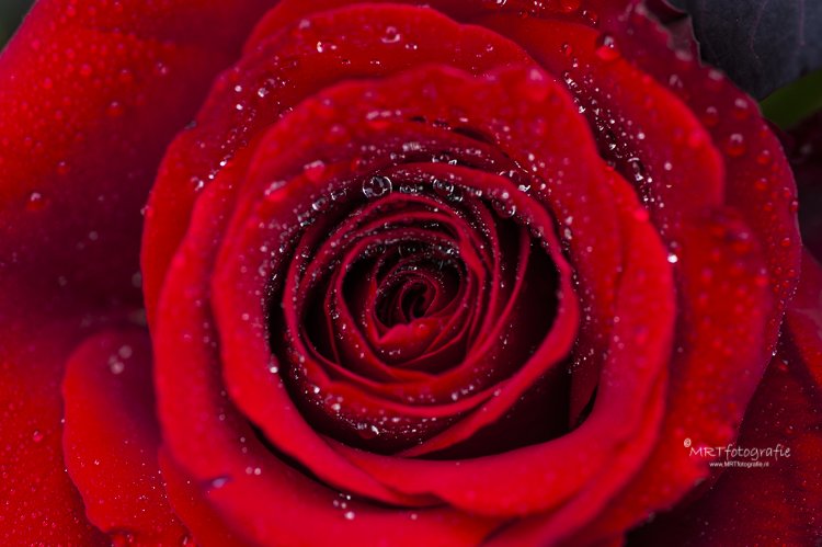 Marianne Rouwendal🌿 tweet media