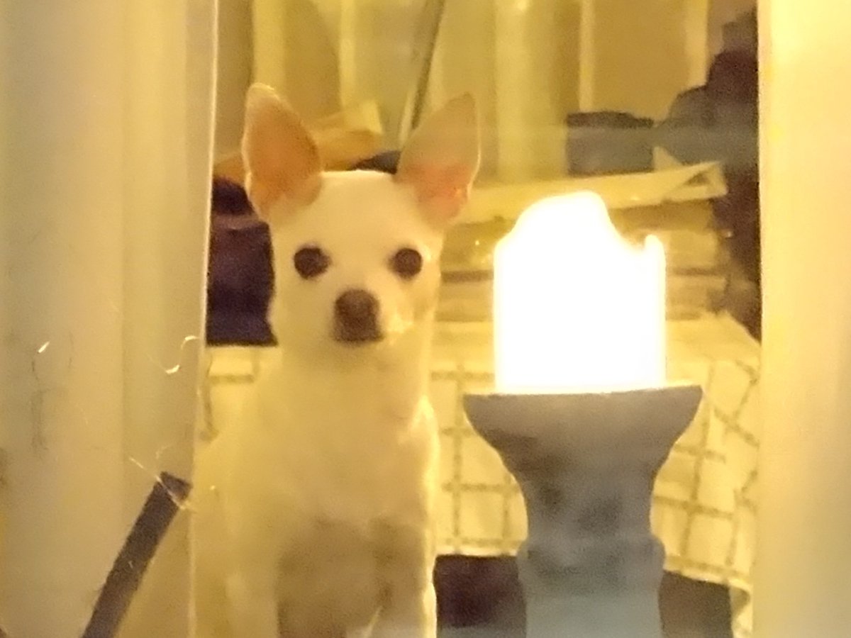 BIBI heeft de hele avond bij mij op de bank gezeten en bibberen en hijgen; #vuurwerk.