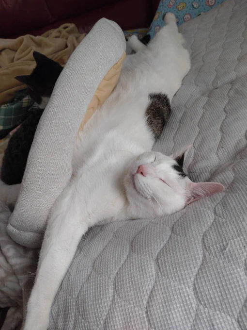 喜怒哀楽の喜と楽しかない猫の寝顔です