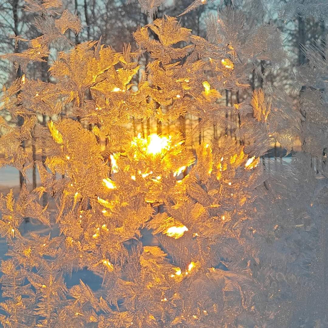 thememma's tweet photo. Uudenvuodenpäivä ✨☀️❄️❄️ #happynewyear2024 #januaryfirst #newyearsday #frozen #iceflowers https://t.co/DSAfZvLkuG