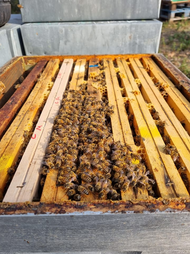 umurame_honey's tweet photo. Bitter Leaf Honey Vs Eucalyptus Honey
Bitter Leaf Honey? Isn't it as bitter as it sounds?
Read this article about Jars of Joy. It explains more :
https://t.co/FTFfg4r4no ๐๐
#BringYourOwnJar #SustainableHoney #EcoFriendlyBuzz #JarsOfJoy #EcoFriendlyBeauty #Rwanda https://t.co/BsHhBuElyT