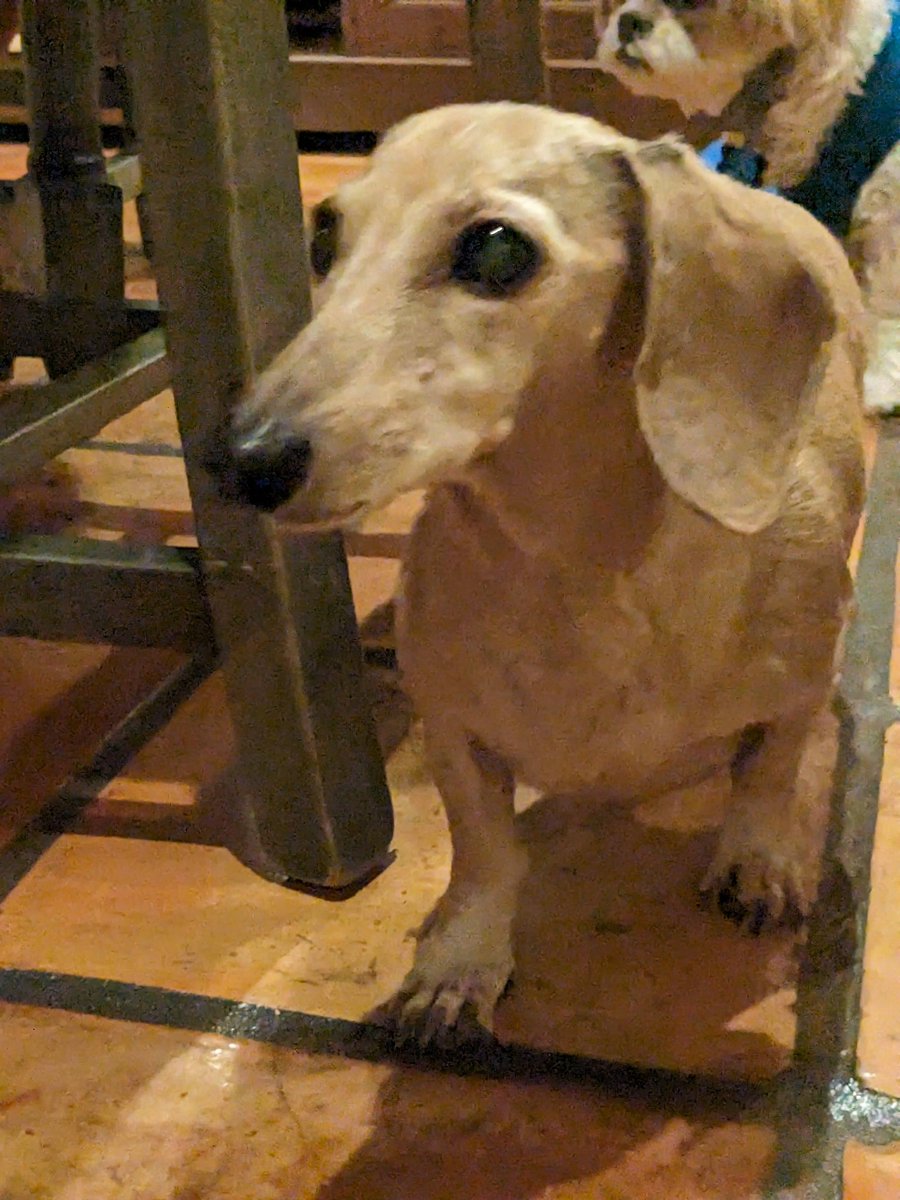jasonsf's tweet photo. @whatsuptucson Found a lost dog on Knollwood Circle, near Sabino and river. Around 1am. https://t.co/MgaQ5VOLfs