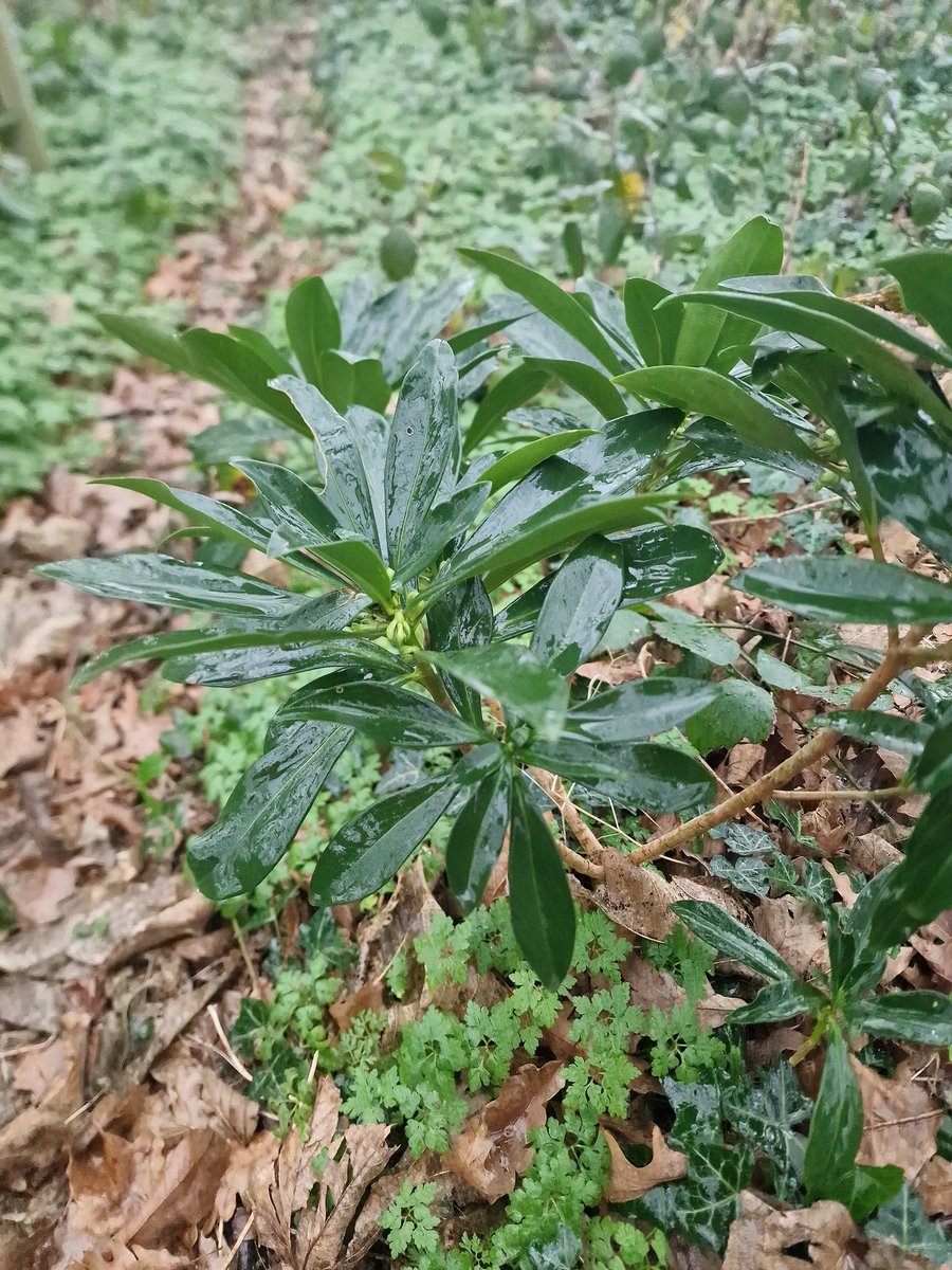 Spurge-Laurel, The Plantation, Goring Gap, West Sussex. @BSBIbotany #NewYearFlowerHunt. In bud not yet flowering but will iRecord. @Sussex_Botany