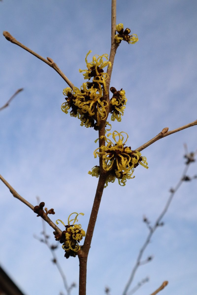 A splash of yellow Witch-hazel in January to lift the spirits.

Happy new year.