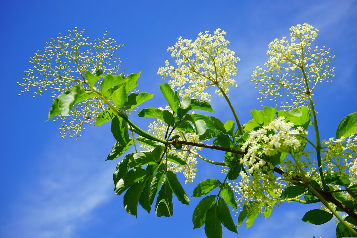 UoNAppEnglish's tweet photo. We now have an #AppliedEnglish tree! It's an elder tree, and can be found near Lambourn in Berkshire. We're thrilled to have a sustainable gift, and to be part of the wonderful Tree Appeal scheme. Thank you, Gillian! https://t.co/yXk2KugeBS